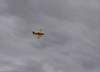 Duane's Air Tractor 502b